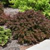 Concorde Japanese Barberry #3 - Image 2